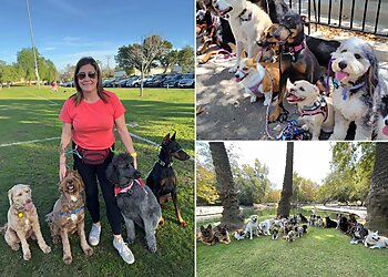 Orange Dog Walkers Ugly Dog Adventures