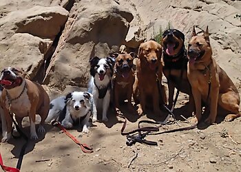 Ugly Dog Adventures Orange Dog Walkers image 1