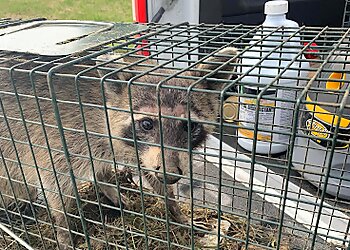 Columbus Animal Removal Ultimate Pro Wildlife Removal