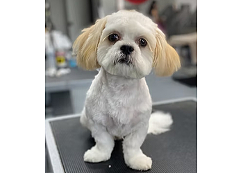 Oxnard Pet Grooming Underdog Pet Stylist