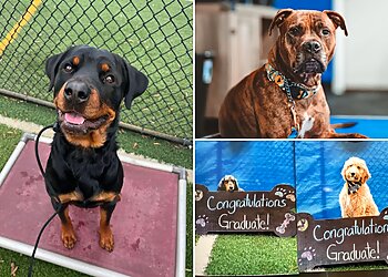 Jacksonville Dog Training Unleash Fido