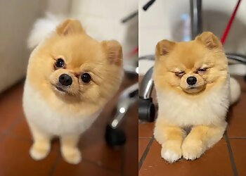 New York Pet Grooming Unleashed Spa