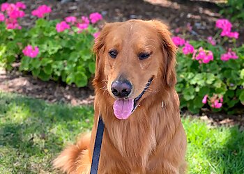 Tampa Dog Walkers Unleashed Tampa Bay LLC