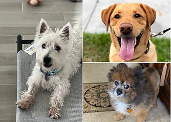 Tampa Dog Walkers Unleashed Tampa Bay LLC