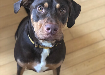 Denver Dog Walkers Updog Dog Walking