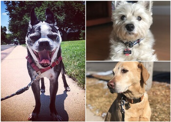 Denver Dog Walkers Updog Dog Walking