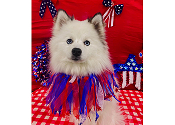 Lexington Pet Grooming Uptown Hounds