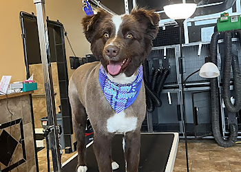 Lexington Pet Grooming Uptown Hounds