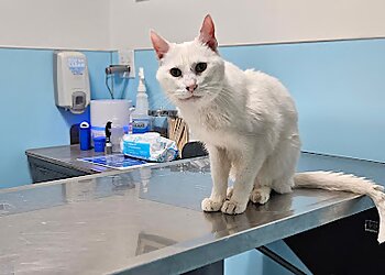 Seattle Veterinary Clinics Urban Animal