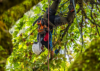 Eugene Tree Services Urban Arbor Care LLC