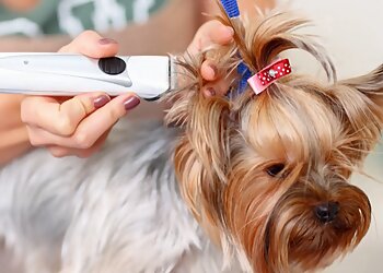 Dallas Pet Grooming Urban Dogg Pet Grooming