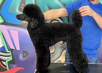 Dallas Pet Grooming Urban Dogg Pet Grooming