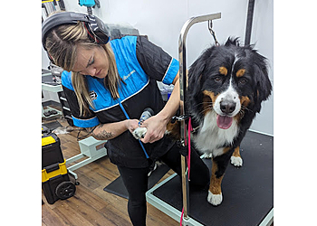 Denver Pet Grooming Urban Dogg Uptown