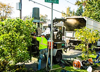Portland Tree Services Urban Forest Pro