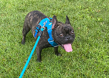 Anaheim Dog Walkers Urban Tails Dog Walking