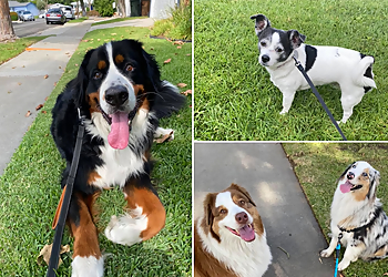 Anaheim Dog Walkers Urban Tails Dog Walking