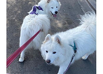 Urban Tails Dog Walking  Anaheim Dog Walkers image 1