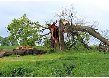 Urban Tree Services - Plano, TX Tree Services - Service Image