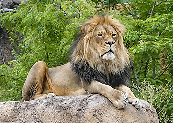 Salt Lake City Places To See Utah's Hogle Zoo