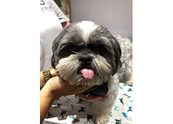 Memphis Veterinary Clinics Utopia Animal Hospital