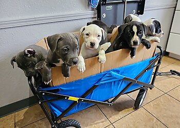 Memphis Veterinary Clinics Utopia Animal Hospital