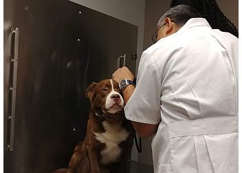 Corona Veterinary Clinics VCA Aacacia Animal Hospital