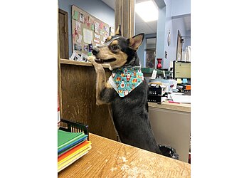 Joliet Veterinary Clinics VCA Joliet Animal Hospital