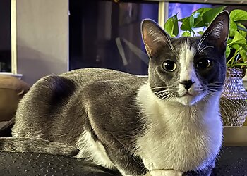 Sacramento Veterinary Clinics VCA Mueller Pet Medical Center