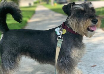 Tampa Dog Walkers V.I.C. Pet Care Inc.