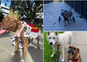 Tampa Dog Walkers V.I.C. Pet Care Inc.