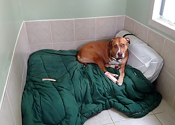 Elizabeth Veterinary Clinics VIP Animal Hospital