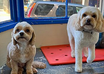 San Francisco Pet Grooming VIP Grooming