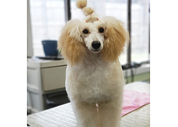 Huntsville Pet Grooming VIP Grooming and Pet Hotel