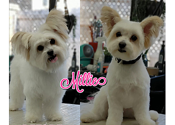 Huntsville Pet Grooming VIP Grooming and Pet Hotel