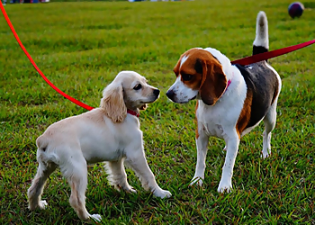 VIP Pet Services - Irving, TX Dog Walkers - Service Image