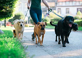 VIP Pet Services - Irving, TX Dog Walkers - Service Highlights
