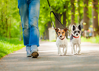 VIP Pet Services VIP Pet Services - Irving, TX Dog Walkers - Job Site Image