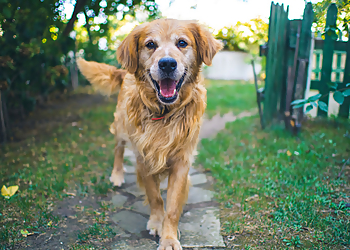 VIP Pet Services - Plano, TX Dog Walkers - Work Image