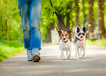 VIP Pet Services - Plano, TX Dog Walkers - Job Site Image