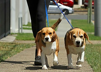 VIP Pet Services - Plano, TX Dog Walkers - Service Image