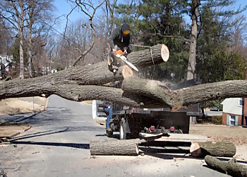 Valleywide Tree Trimming LLC - Brownsville, TX Tree Services - Outdoor Work Image
