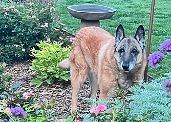 Tulsa Dog Walkers VanityFur.PET