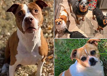 Tulsa Dog Walkers VanityFur.PET