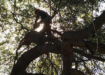 Anaheim Tree Services Vargas Tree Service Inc.