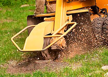 Memphis Tree Services Vasquez Tree Service and Stump Grinder