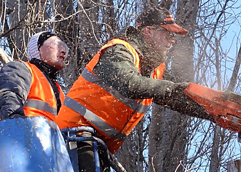 Oakland Tree Services Vega's Tree Services