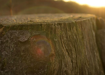 Oakland Tree Services Vega's Tree Services