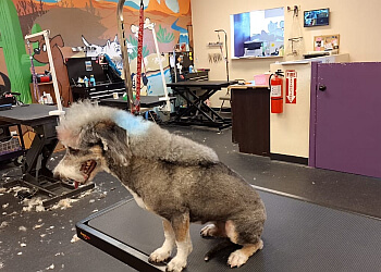 Tucson Pet Grooming Velvet Bow Pet Grooming Eastside