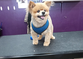 Tucson Pet Grooming Velvet Bow Pet Grooming Eastside