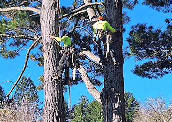 Santa Rosa Tree Services Vema Tree Service